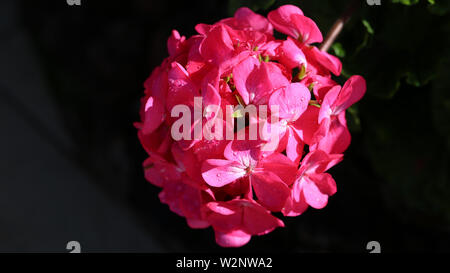 Fioritura rosa luminoso fiore con alcune foglie verdi. Colore primo piano immagine scattata durante una soleggiata giornata di primavera. Fotografato con un obiettivo macro a Funchal. Foto Stock