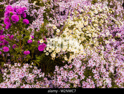La astri sono perenne di fiori tipici dei mesi autunnali, caratterizzato da grandi fiori simili a margherite nelle sfumature di rosa, viola e di Pentecoste Foto Stock