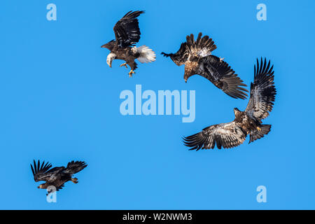 Per adulti e bambini aquile calve (Haliaeetus leucocephalus), antenna confronto, Nord America, all'inizio della primavera, da Dominique Braud/Dembinsky Foto Assoc Foto Stock