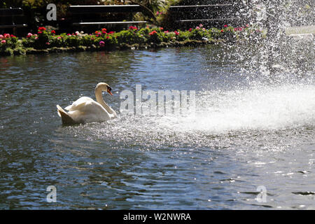 Monte Palace Tropical Garden, Funchal, Madeira, Portogallo fotografato Marzo 2019. Un cigno è nuotare verso una cascata in una fontana. Foto Stock