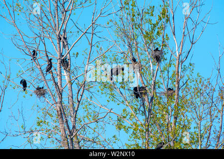 Doppio cormorani crestato nesting in un piccolo rookery (Phalacrocorax auritus), pioppi neri americani tree,la molla, superiore del midwest degli Stati Uniti e del Canada, da fare Foto Stock