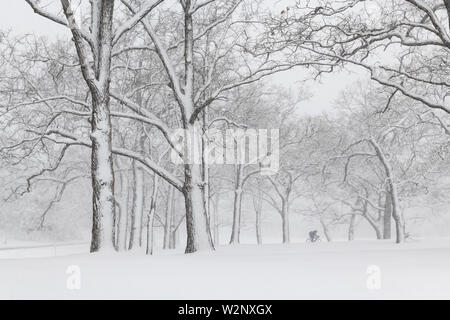 Aprile tempesta di neve, bosco, STATI UNITI D'AMERICA, di Dominique Braud/Dembinsky Foto Assoc Foto Stock