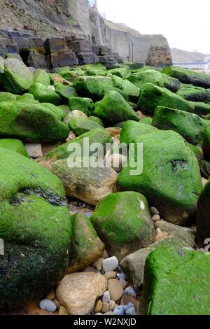 Whitby Inghilterra una passeggiata sulla spiaggia ho notato un lungo tratto di alghe grandi massi coperta.di colore verde e molto fotogenico Foto Stock