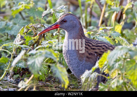 Porciglione (Rallus aquaticus) adulto, semi-nascosti nella vegetazione, Gloucestershire, Inghilterra, Regno Unito. Foto Stock