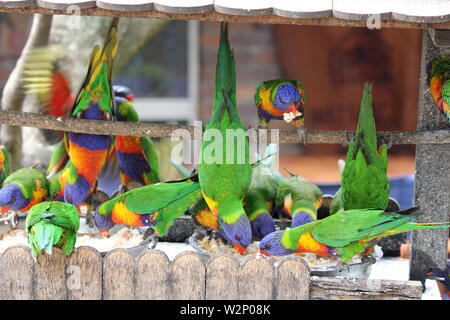 Frenesia Australian Rainbow parrocchetti alimentazione nel giardino sul retro Foto Stock