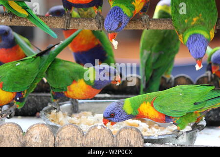 Frenesia Australian Rainbow parrocchetti alimentazione nel giardino sul retro Foto Stock