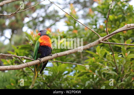 Unico Australian Rainbow Lorikeet appollaiato su un ramo Foto Stock