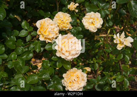 Rosa gialla rosa Welwyn garden gloria harzumber Foto Stock