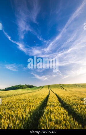 Campo di grano paesaggio con percorso nel tramonto, Ungheria Foto Stock