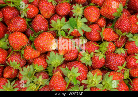 Un aspetto naturale rosso fresco fragola. Macro con profondità di campo ridotta. Foto Stock