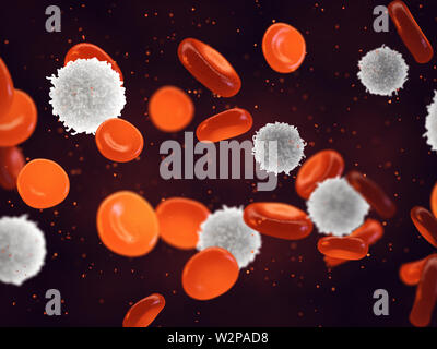 Bianco e le cellule rosse del sangue, i leucociti sono parte del sistema immunitario e si trovano nel sangue e sistema linfatico Foto Stock