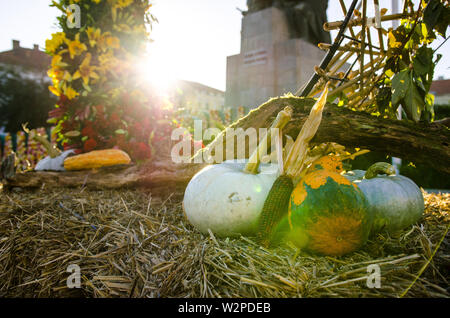 Autunno Flower Show in Arad Romania Foto Stock