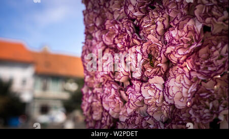 Autunno Flower Show in Arad Romania Foto Stock