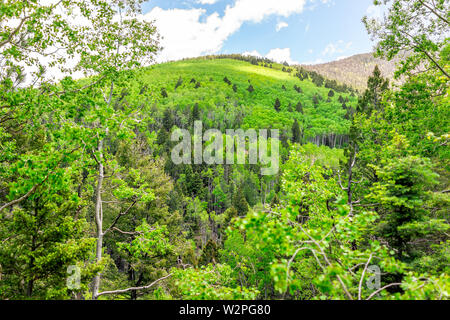 Santa Fe National Forest Sangre de Cristo mountains con green aspen alberi in primavera o in estate e picco Foto Stock