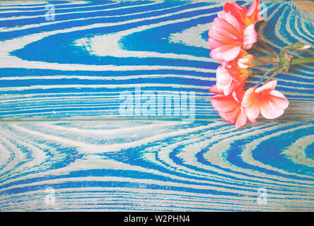 Il fiore di geranio di corallo si trova a colori su sfondo bianco Foto Stock