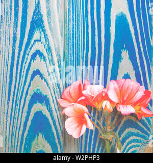 Il fiore di geranio di corallo si trova a colori su sfondo bianco Foto Stock