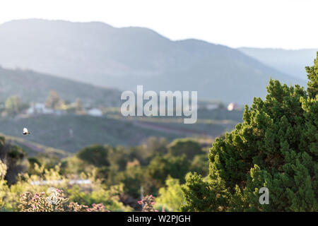 Uccello che vola in Nuovo Messico La Luz sunrise nel residenziale città vista delle montagne di Sacramento vicino a Alamogordo con raggi solari Foto Stock