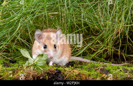 Un africano Mouse spinoso presi in uno studio, è possibile vedere le spine che sporgono dalla sua schiena Foto Stock