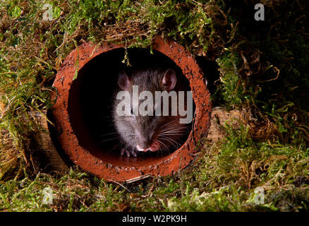 Un wild brown rat in una terracotta tubo di scarico Foto Stock