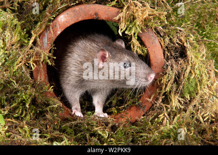 Un ratto selvatico in una impostazione di studio emergente da un tubo di acqua Foto Stock