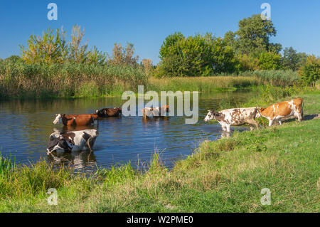 Vacche aventi bagnarsi nel fiume ucraino Merla a stagione estiva Foto Stock
