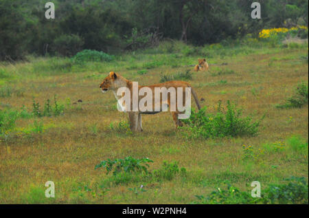 South African Safari- Close up di due leoni femmina molto interessato in un vicino Impala. Nota il taglio aperto sulla sua spalla. Foto Stock