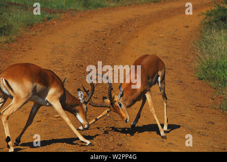 In prossimità dei due giovani selvatici Impala antilopi in simulazioni di combattimento, test fuori le loro corna. Fotografato mentre su safari in Sud Africa. Foto Stock