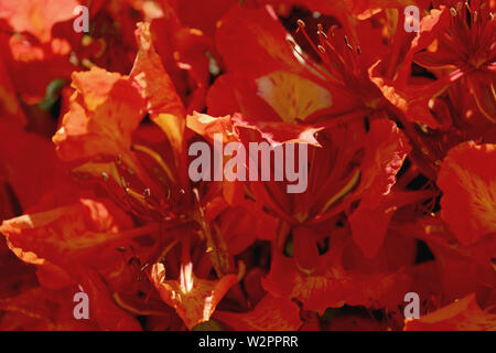 Fiore rosso flame tree in Australia Foto Stock