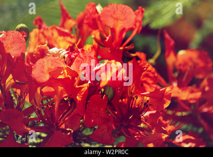 Fiore rosso flame tree in Australia Foto Stock