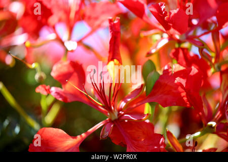 Fiore rosso flame tree in Australia Foto Stock