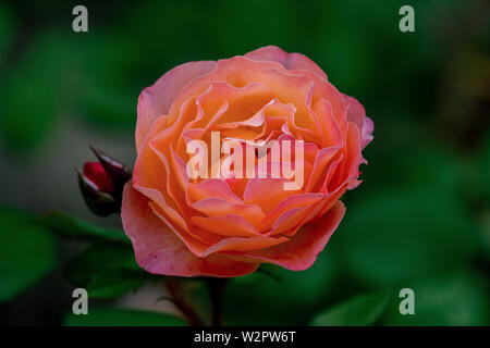 Colorato close up di un singolo lady emma hamilton testa rosa con sfondo bokeh di fondo e petali di dettagliate Foto Stock