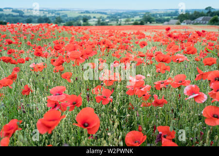 Campo di papavero vicino a Stow on the Wold in Cotswolds Foto Stock