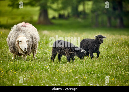 Un nero gli agnelli e le pecore nel campo, Coniston, Lake District cumbria Foto Stock