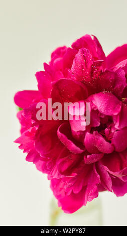 Peonia Rosa close-up su uno sfondo bianco. Fiori freschi isolare. Messa a fuoco selettiva. Copia dello spazio. Telaio verticale Foto Stock