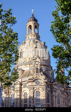 Alberi sul Neumarkt, Cupola della Frauenkirche Dresda Sassonia Germania Europa Foto Stock