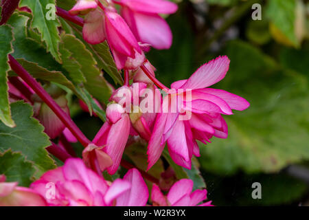 Rosa Trailing begonie in vaso da giardino fioritura durante l'estate, Northampton, Regno Unito. Foto Stock