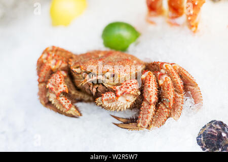 Il granchio intero su ghiaccio con calce sulla street food festival Foto Stock