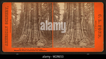 Grande Albero a Lincoln, 320 metri di altezza, Mmammoth alberi di Calaveras Co, California, da stagno, C L (Charles L) Foto Stock