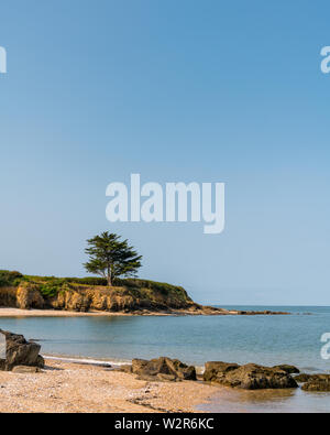 Albero in piedi sulla costa atlantica in una giornata di sole senza nuvole nel cielo Foto Stock