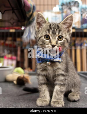 Un carino gattino indossando un Bow Tie e in attesa di adozione presso un pet Foto Stock