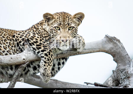 Un leopardo, Panthera pardus, giace su rami morti, zampe drappeggiati su rami, dirigere lo sguardo, sfondo bianco. Foto Stock