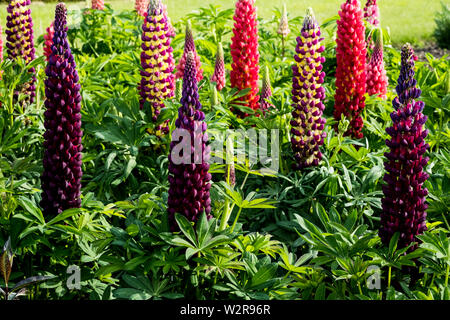 Close up del rosso e del viola i lupini con lussureggiante fogliame verde. Foto Stock