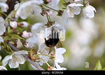 Bumblebee su un fiore di ciliegio in primavera Foto Stock