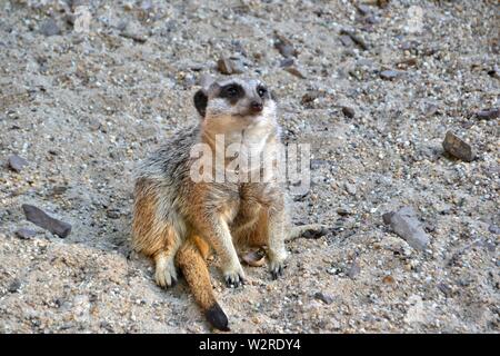 Meerkats nella sabbia Foto Stock