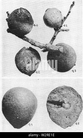 Bollettino di AMNH Vol XLII, piastra XXVII Foto Stock