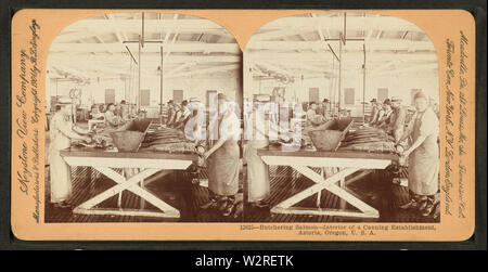Macellazione di salmone, interno di un stabilimento di inscatolamento, Astoria, Oregon, Stati Uniti d'America, di Keystone View Company Foto Stock
