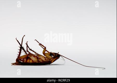 American scarafaggio morto sulla sua schiena dopo essere stato avvelenato da roach esca. Isolato vicino alla parte inferiore sinistra con un semplice sfondo bianco e la camera per il testo. Foto Stock
