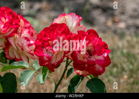 Colorato close up di più il bianco e il rosso della jubile du prince de monaco rose teste con sfondo bokeh di fondo e petali di dettagliate Foto Stock