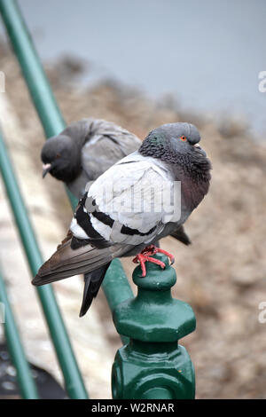 Piccioni in un recinto di Karlovy Vary Foto Stock