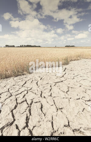 Secchi e aridi con colture non riuscito a causa di cambiamenti climatici e al riscaldamento globale. Alte temperature il calore op l'atmosfera di una terra bollente. Foto Stock